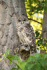 Northern spotted owl watching from tree branch in green forest