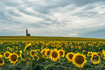 Sunflower field on a cloudy summer day, with agricultural building in the background
