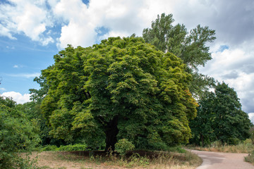 Chestnut tree in July, cloudy afternoon, France