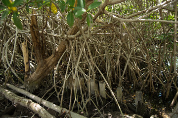 Natural View of Beautiful Holbox in Mexico