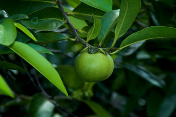Beach apple on manchineel tree, considered the world's most dangerous tree and fruit with all parts being toxic.