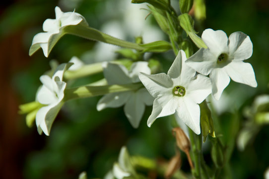 Beautiful close up of white trumpet like flowers of the jasmine tobacco plant, nicotiana alata, in bloom, also known as aztec, Persian and sweet tobacco.