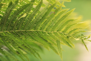 fern in the forest, fern leaves at summer, fern background