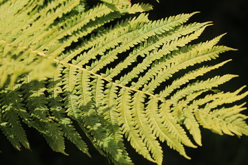 fern in the forest, fern leaves at summer, fern background