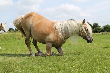 Pferd kniet sich hin © Kathi Timmer