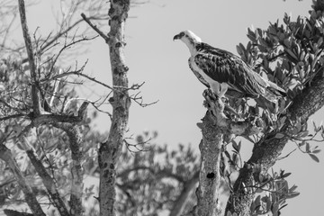 Holbox Caribbean Island in Mexico, home of rich birdlife, also part of the Yum Balam Biosphere Reserve. large diversity of birds Flamingos, cormorants, herons, frigate birds, pelicans and more birds