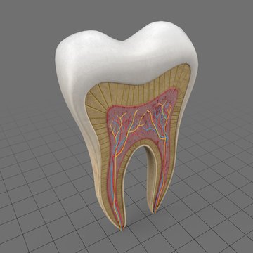 Tooth anatomy scheme