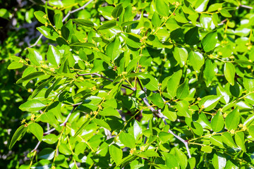 Fototapeta na wymiar Jujuba foliage background