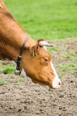 Halz und Kopf einer Kuh seitlich abgebildet beim grasen