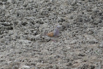 A Europena Turtle Dove in France