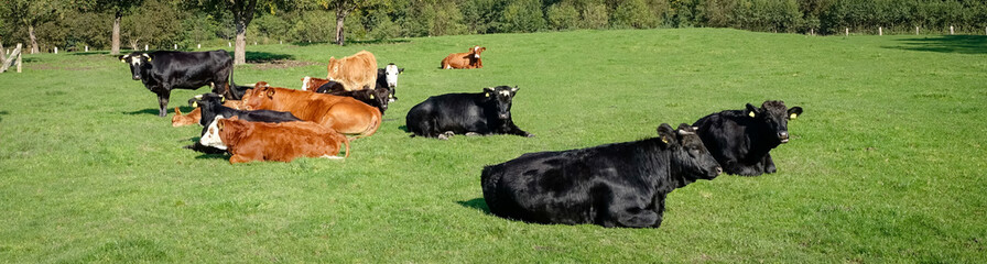 Herde von Kühen und Rindern auf eine grünen Wiese