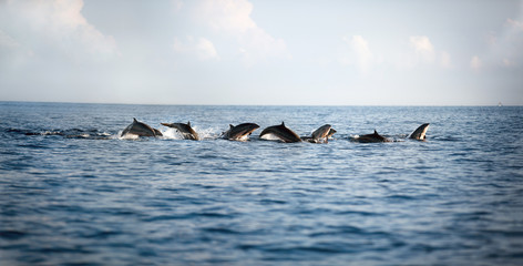 Fototapeta premium dolphins leaping out of the water