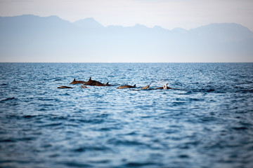 Obraz premium Common dolphin group jumping