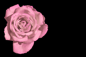 Pink rose isolated on black