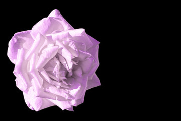 Purple and white rose isolated on black