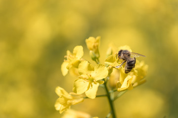 Honneybee collecting nectar on a rape flower
