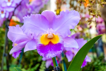 Orchideen im Gewächshaus 