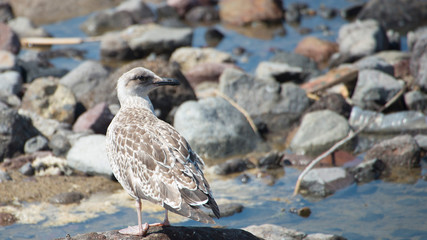 Young seagull, Gumus Marti, Yellow-legged Gull