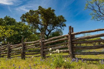 White wildflowers and Bluebonnets along a wooden fence line with large trees and blue sky background
