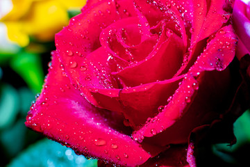 closeup of a rose with water droplets