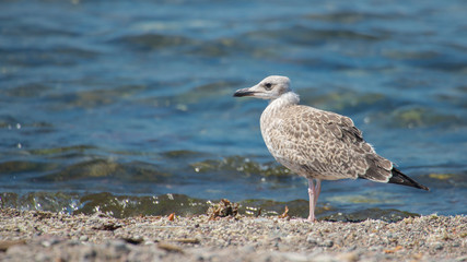 Fototapeta premium Young seagull, Gumus Marti, Yellow-legged Gull