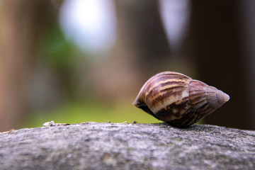 Snail Shell Summer Closeup 