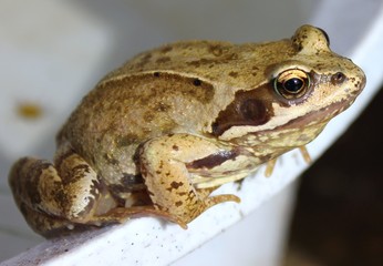 Frog