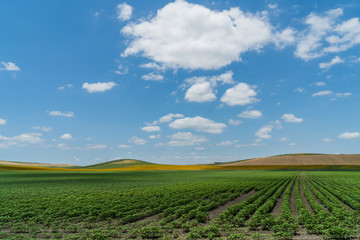 Fototapeta na wymiar Colorful agriculture countryside field