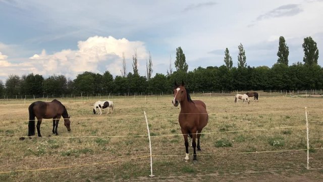 Pferde aut einer Koppel beim Grasen