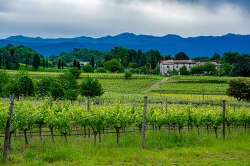 Fototapeta na wymiar Collio vineyards