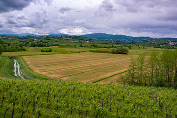 Fototapeta na wymiar vineyards of collio