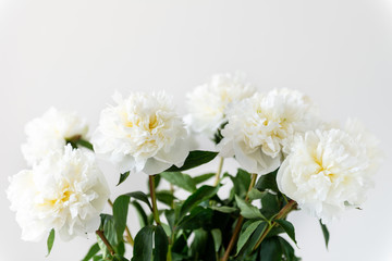Bunch of amazing peonies in the vase