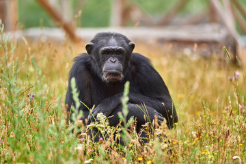 Chimpanzee at Zoo