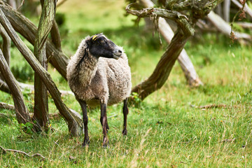 Sheep at Nature Reserve