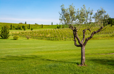 Fototapeta premium Collio vineyards