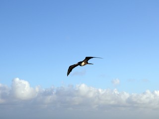 Silhouette of a bird flying in the skies with wings outstretched