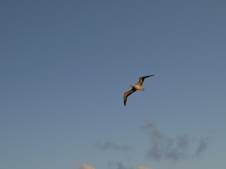 Bird flying in the skies