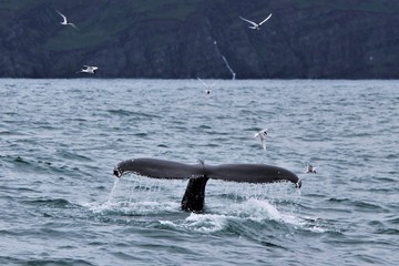 Fototapeta premium stehende Flosse eines Buckelwales von Möven umkeist 