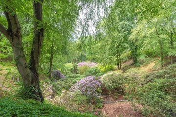Park with rhododendron in Sofiero