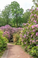 Rhododendron in spring in Sofiero