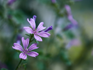 purple flower