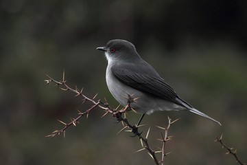 bird on a branch