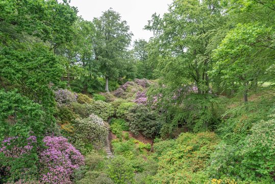 Park in Sofiero with rhododendron