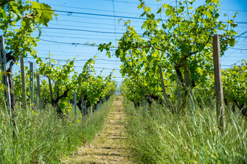 Naklejka premium Abruzzo Vineyards