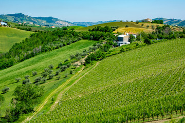 Abruzzo Vineyards