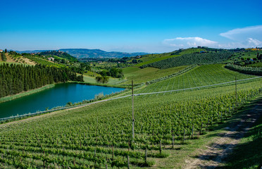 Vineyards in Abruzzo