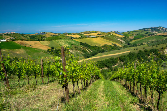 Abruzzo Vineyards