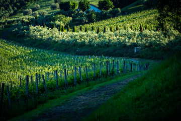 Abruzzo Vineyards