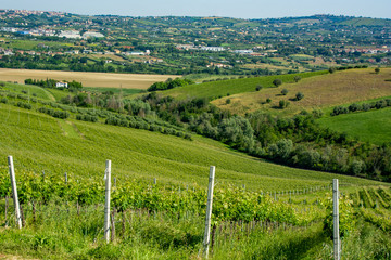 Abruzzo Vineyards