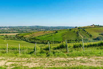 Fototapeta na wymiar Abruzzo Vineyards